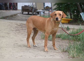 Mango - liebe, nette und junge Labbi Mix Hündin, eher ruhig & zurückhaltend