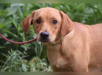 Mango - liebe, nette und junge Labbi Mix Hündin, eher ruhig & zurückhaltend