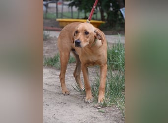 Mango - liebe, nette und junge Labbi Mix Hündin, eher ruhig & zurückhaltend