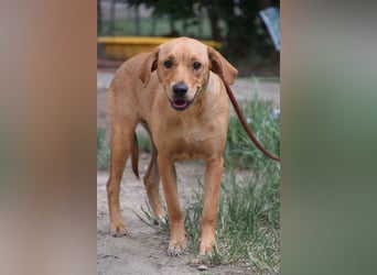Mango - liebe, nette und junge Labbi Mix Hündin, eher ruhig & zurückhaltend