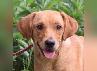 Mango - liebe, nette und junge Labbi Mix Hündin, eher ruhig & zurückhaltend