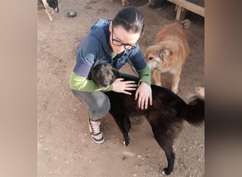 Die liebevolle Negruta sucht ein Zuhause oder eine Pflegestelle!