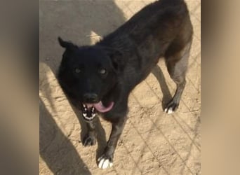 Die liebevolle Negruta sucht ein Zuhause oder eine Pflegestelle!