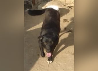 Die liebevolle Negruta sucht ein Zuhause oder eine Pflegestelle!