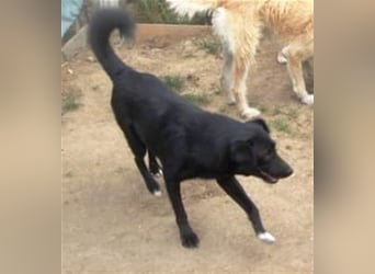 Die liebevolle Negruta sucht ein Zuhause oder eine Pflegestelle!