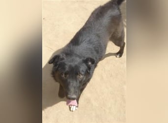 Die liebevolle Negruta sucht ein Zuhause oder eine Pflegestelle!