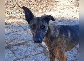 Gitta - eine ganz besondere Schönheit