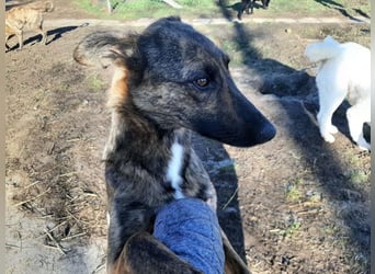 Darf Gitta bei dir ankommen?