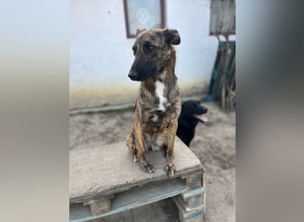 Gitta - eine ganz besondere Schönheit