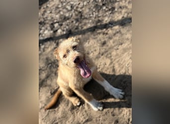 Arif möchte geliebt werden