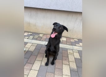 Radja sucht nach dir