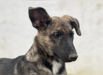 Gitta - eine ganz besondere Schönheit