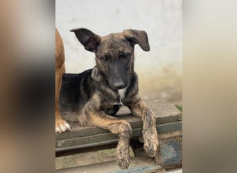 Gitta - eine ganz besondere Schönheit