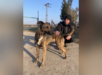 Darf Gitta bei dir ankommen?