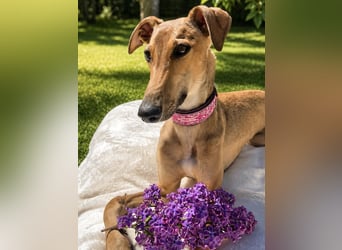 Windhund Sally sucht ein Zuhause