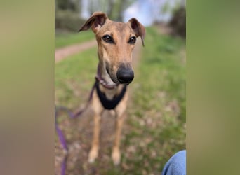 Windhund Sally sucht ein Zuhause