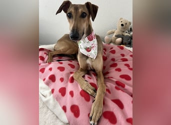 Windhund Sally sucht ein Zuhause