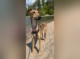 Windhund Sally sucht ein Zuhause