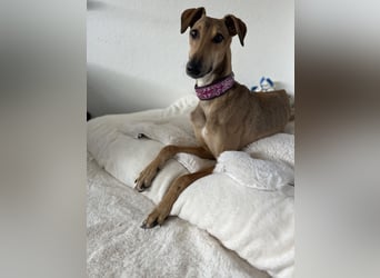 Windhund Sally sucht ein Zuhause