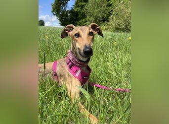 Windhund Sally sucht ein Zuhause