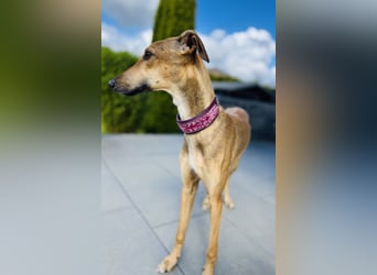 Windhund Sally sucht ein Zuhause