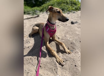 Windhund Sally sucht ein Zuhause