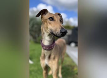 Windhund Sally sucht ein Zuhause