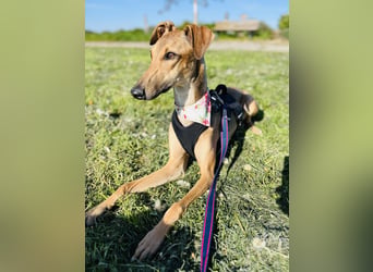 Windhund Sally sucht ein Zuhause