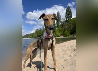 Windhund Sally sucht ein Zuhause