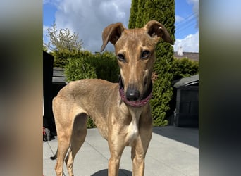 Windhund Sally sucht ein Zuhause