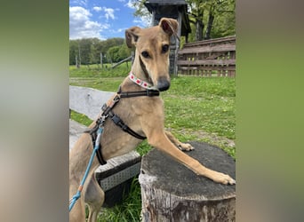 Windhund Sally sucht ein Zuhause