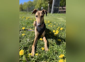 Windhund Sally sucht ein Zuhause