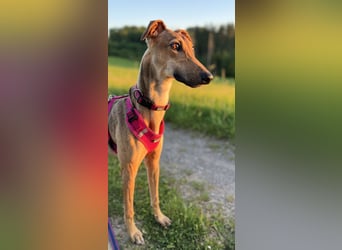 Windhund Sally sucht ein Zuhause