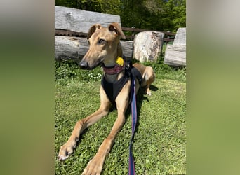 Windhund Sally sucht ein Zuhause