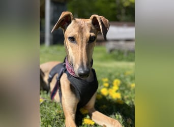 Windhund Sally sucht ein Zuhause