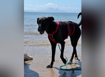 Csöppke-BE – Sensible Dame sucht Halt und Herz