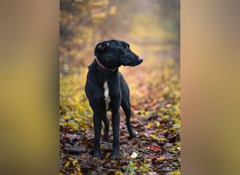 Csöppke-BE – Sensible Dame sucht Halt und Herz