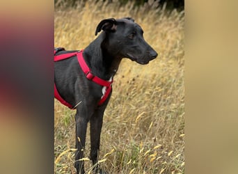 Csöppke-BE – Sensible Dame sucht Halt und Herz