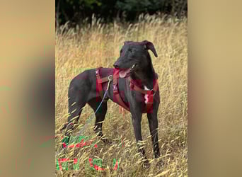 Csöppke-BE – Sensible Dame sucht Halt und Herz