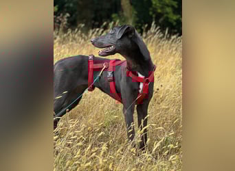 Csöppke-BE – Sensible Dame sucht Halt und Herz