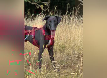 Csöppke-BE – Sensible Dame sucht Halt und Herz