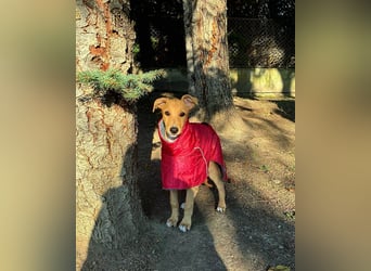 Ungarischer Windhund - Magyar Agar Welpen