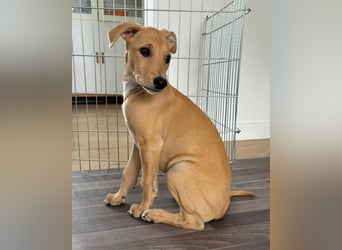 Ungarischer Windhund - Magyar Agar Welpen