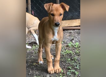 Ungarischer Windhund - Magyar Agar Welpen