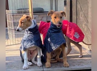 Ungarischer Windhund - Magyar Agar Welpen