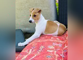 Ungarischer Windhund - Magyar Agar Welpen