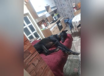 Alex sucht Magyar Agar Liebhaber