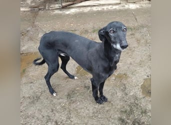 Alex sucht Magyar Agar Liebhaber