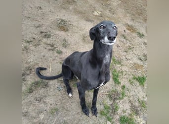 Alex sucht Magyar Agar Liebhaber