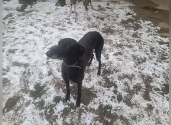 Alex sucht Magyar Agar Liebhaber